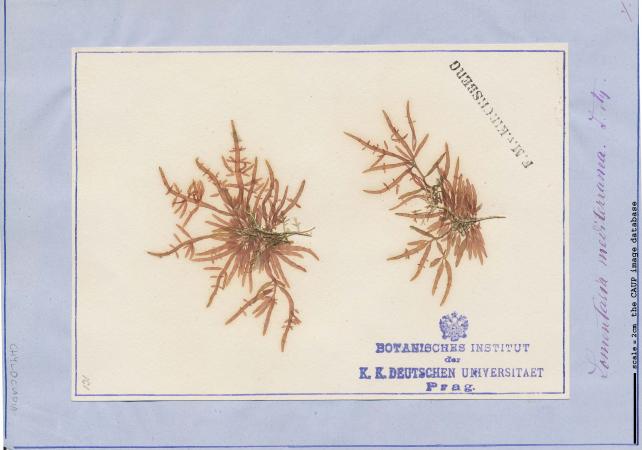 Gastroclonium clavatum_1.jpg